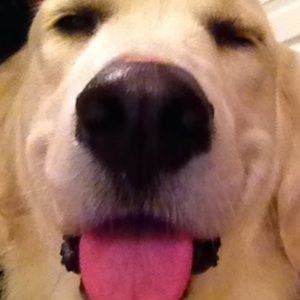 Meet your Posher, Lilly